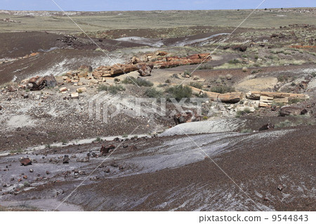 Petrified Forest National Park Petrified wood of Crystal Forest 9544843