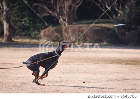 Dawberman chasing the Frisbee Dawberman chasing the Frisbee 9545703