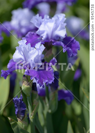 Iris flower 9545738
