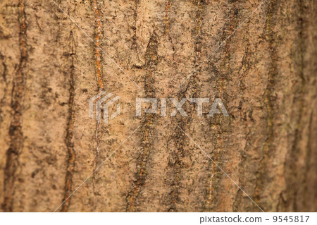 Bark of the hornworm 9545817