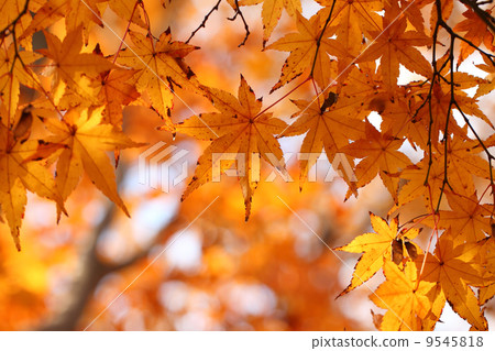 Autumn leaves of Oomomiji Autumn leaves of Oomomiji 9545818