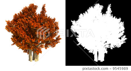 Red Shrub Isolated on White Background. 9545989