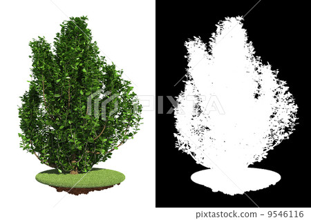Decorative Bush Isolated on White Background. Decorative Bush Isolated on White Background. 9546116