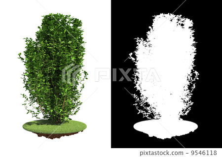 Green Bush Isolated on White Background. Green Bush Isolated on White Background. 9546118