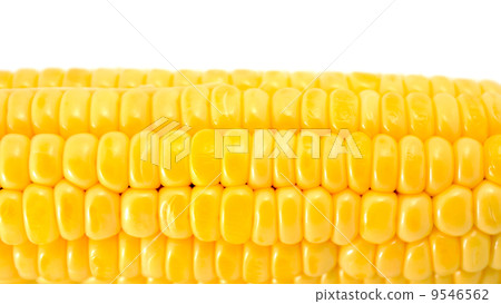 Corn isolated on white Corn isolated on white 9546562