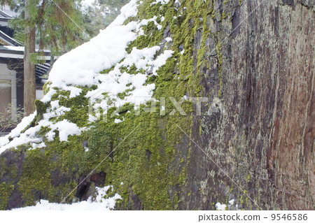 large tree  9546586