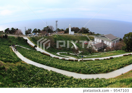 Echizen cape lighthouse and daffodils field Echizen cape lighthouse and daffodils field 9547103