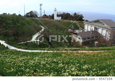 Echizen cape lighthouse and daffodils field 9547104