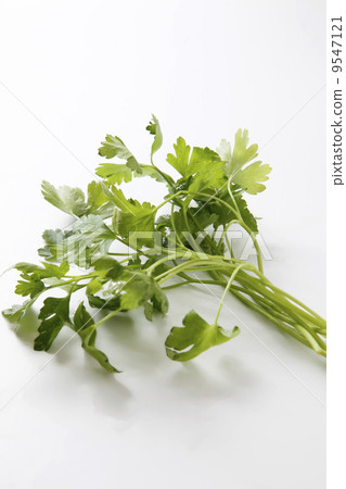 意大利歐芹 9547121