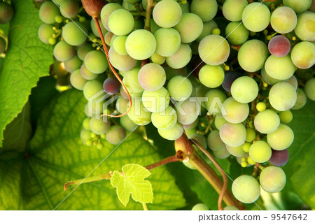 Green grapes 9547642