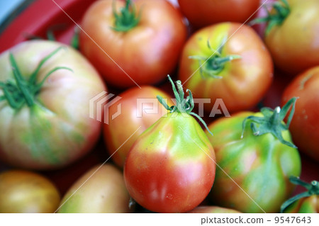 Freshness tomatoes just from garden 9547643