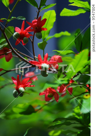 米老鼠樹的真名是奧庫納。 9547804