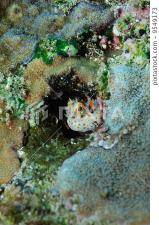 Monzuki frog(Oriana,Iriomote Island,Alice) Monzuki frog(Oriana,Iriomote Island,Alice) 9549173
