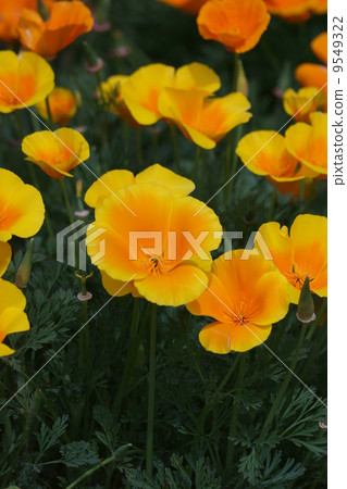 It is called Hanabishi grass California poppy. 9549322