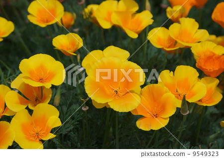 It is called Hanabishi grass California poppy. 9549323