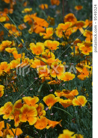 它被稱為Hanabishi草加州罌粟。 9549324