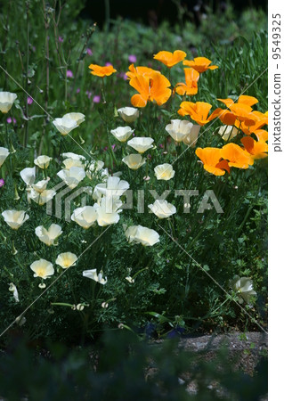 It is called Hanabishi grass California poppy. 9549325