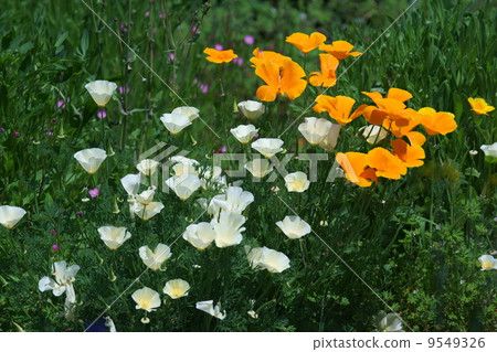 It is called Hanabishi grass California poppy. 9549326