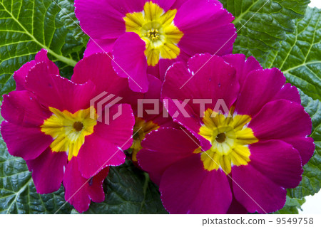 Flower 9549758