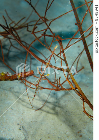 Nishiki Fulaiuo（沖繩·石垣島·Minokashigo宮殿） 9549941