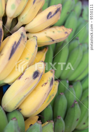 yellow bananas and green bananas yellow bananas and green bananas 9550111