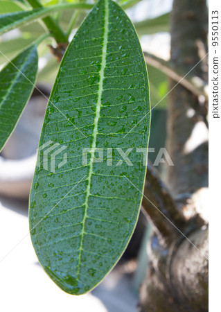 plumeria leaf plumeria leaf 9550113