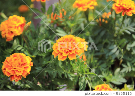 Marigold flower Marigold flower 9550115