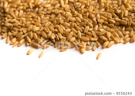 wheatgrass wheatgrass 9550243