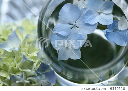 hydrangea   9550510