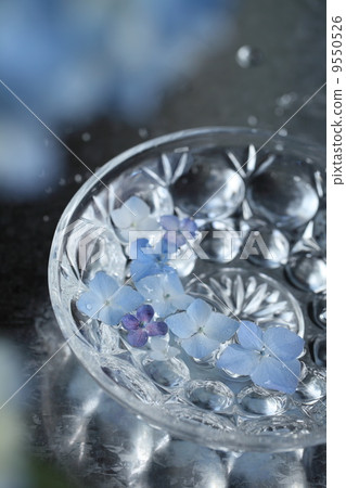 hydrangea   9550526