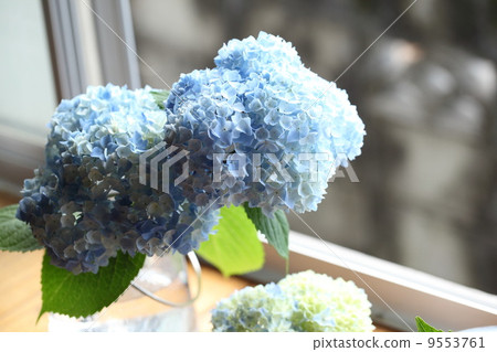 繡球 繡球 9553761