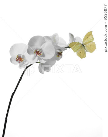 butterfly on an orchid 9556877