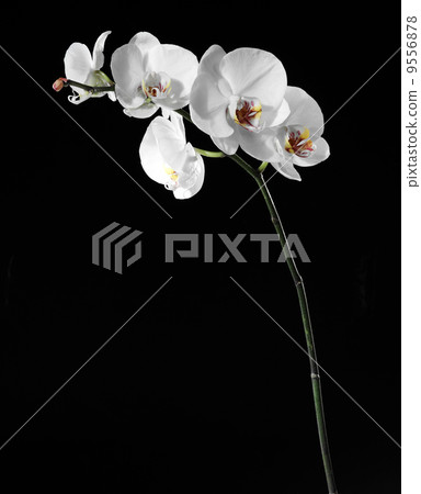 Beautiful white orchid 9556878