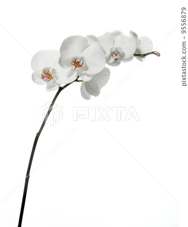 White orchid on white. White orchid on white. 9556879