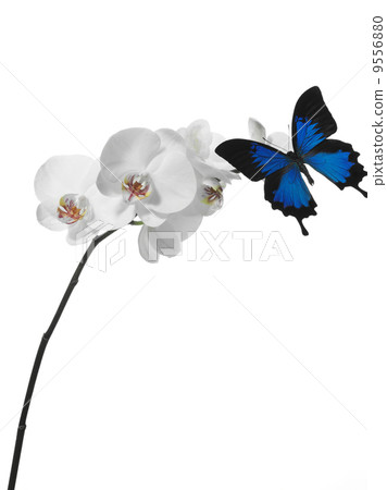 butterfly on an orchid butterfly on an orchid 9556880