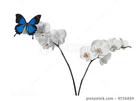 butterfly on an orchid 9556884