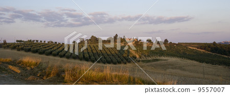 image of typical tuscan landscape. 9557007
