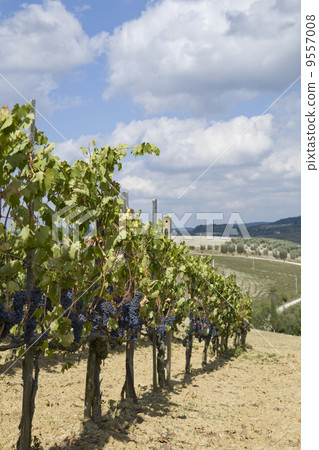 Beautiful vineyard in Italy Beautiful vineyard in Italy 9557008