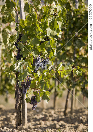 merlot grapes on the vine 9557009