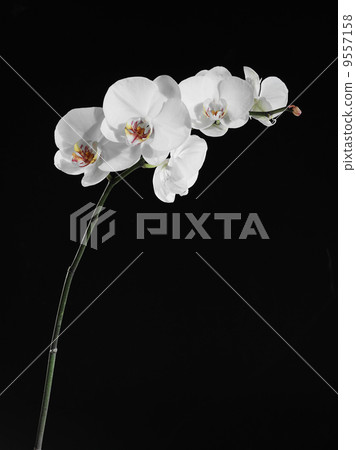 Beautiful white orchid Beautiful white orchid 9557158