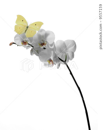 butterfly on an orchid 9557159