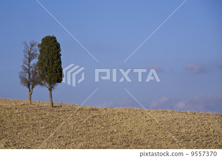 cypress trees on the hill top - typical tuscan landscape cypress trees on the hill top - typical tuscan landscape 9557370