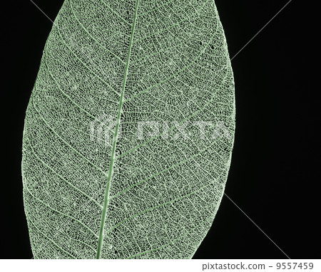 green leaf macro green leaf macro 9557459