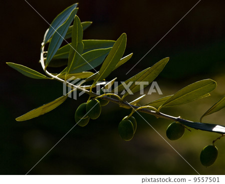 cluster of olives 9557501