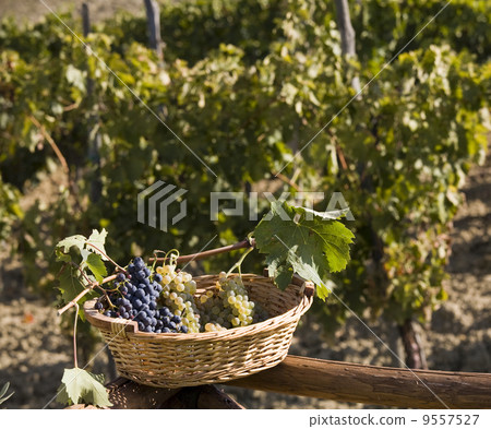 grapes in a basket 9557527