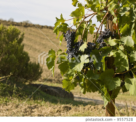merlot grapes on the vine merlot grapes on the vine 9557528