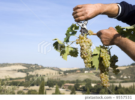 Harvester hands cutting grapes Harvester hands cutting grapes 9557531