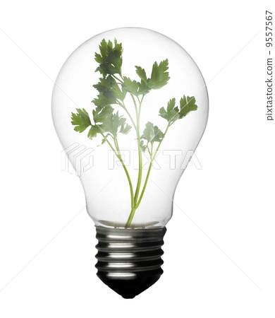 Plant inside bulb 9557567