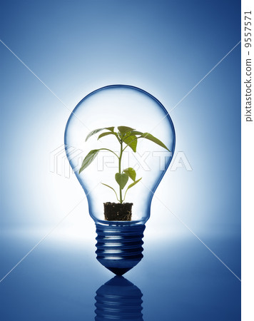 Plant inside bulb 9557571