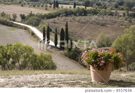 cypress alley 9557636